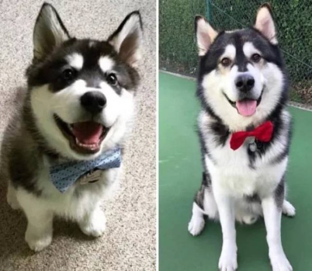 Dogs Get Old Too (32 pics)