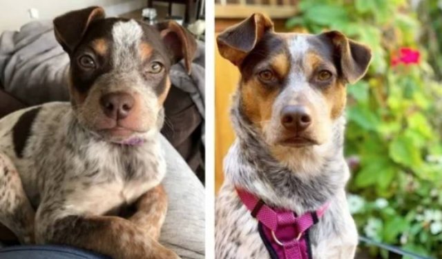 Dogs Get Old Too (32 pics)