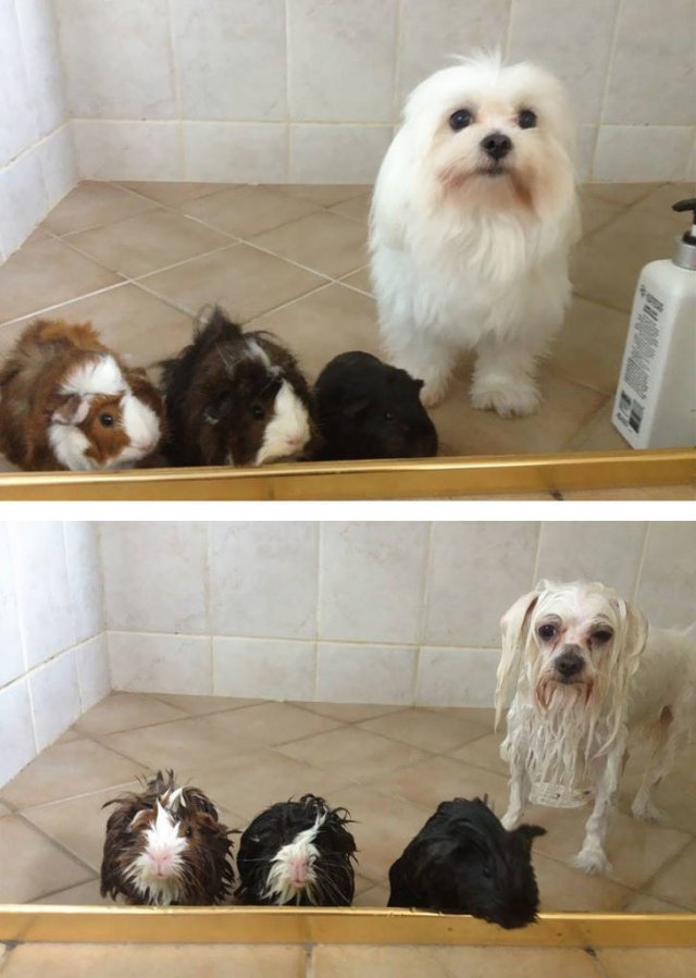 They Don't Want To Take A Bath (15 pics) They Don't Want To Take A Bath (15 pics)