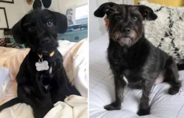 Dogs Get Old Too (32 pics)