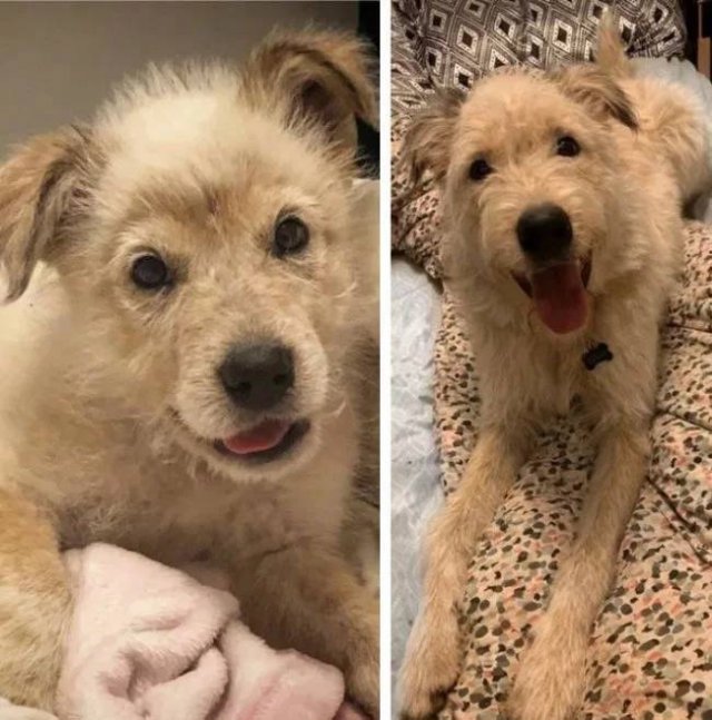 Dogs Get Old Too (32 pics)