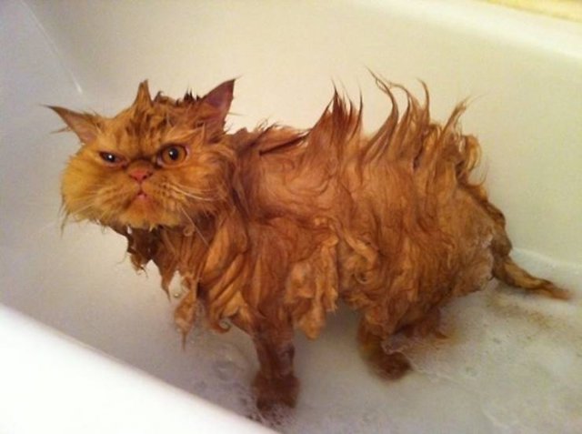 They Don't Want To Take A Bath (15 pics) They Don't Want To Take A Bath (15 pics)