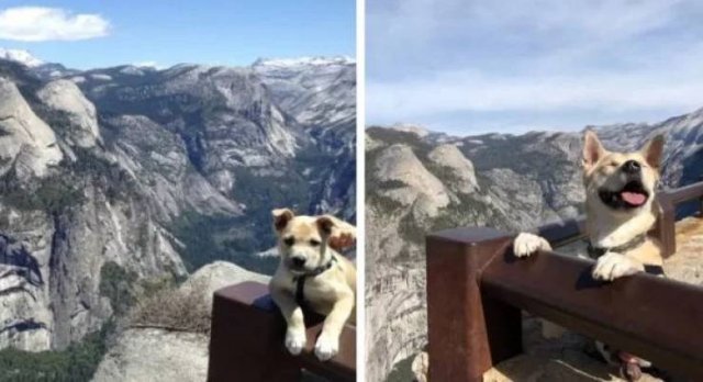 Dogs Get Old Too (32 pics)