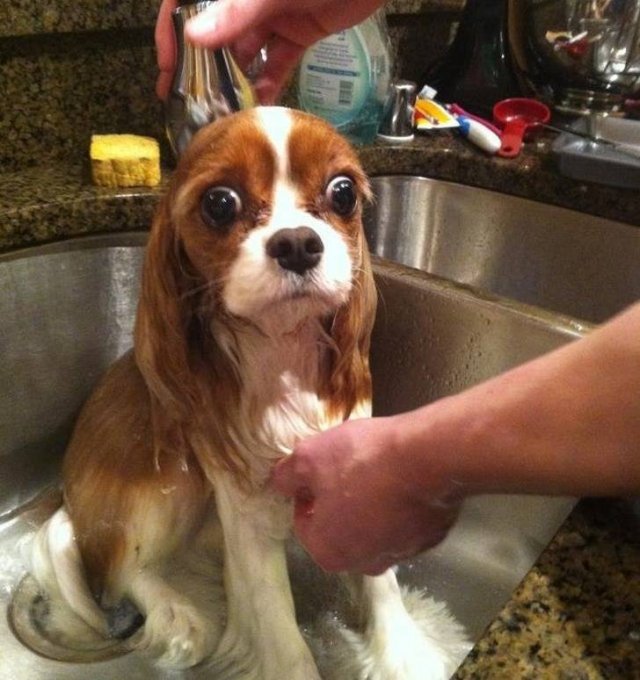 They Don't Want To Take A Bath (15 pics) They Don't Want To Take A Bath (15 pics)