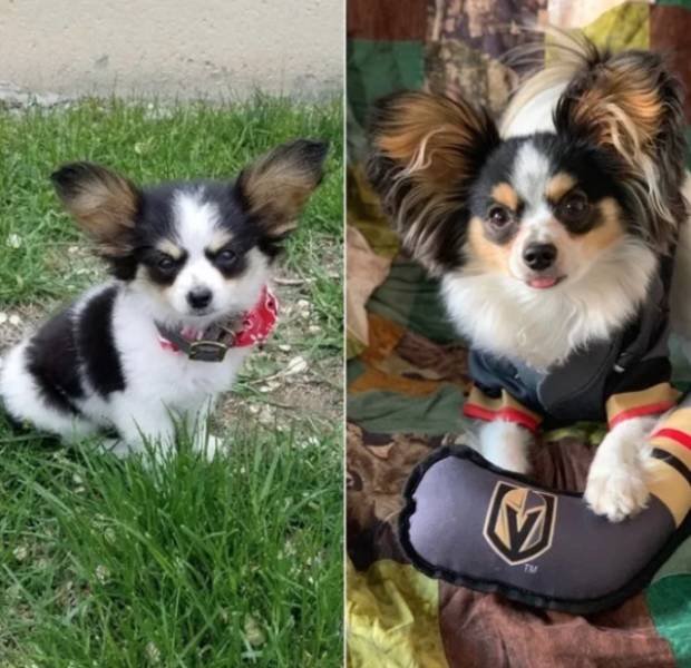 Dogs Get Old Too (32 pics)