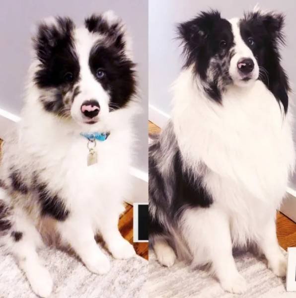 Dogs Get Old Too (32 pics)