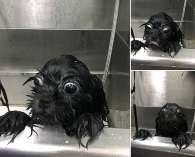 They Don't Want To Take A Bath (15 pics) They Don't Want To Take A Bath (15 pics)