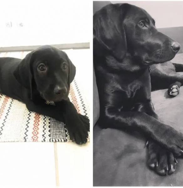 Dogs Get Old Too (32 pics)