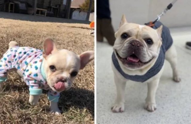 Dogs Get Old Too (32 pics)