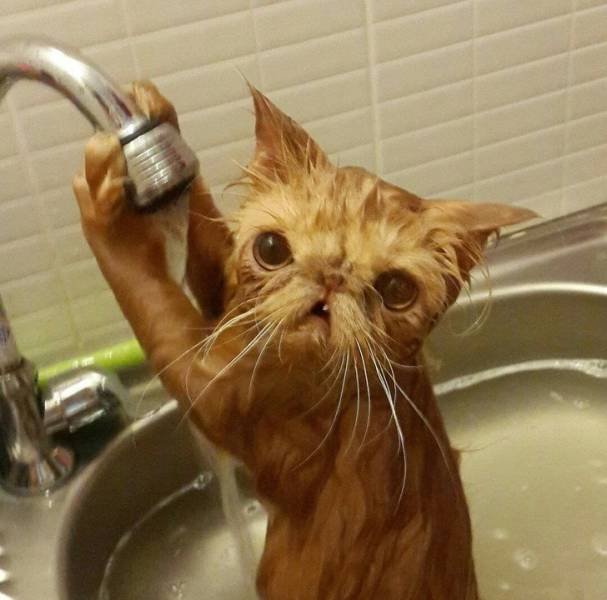 They Don't Want To Take A Bath (15 pics)