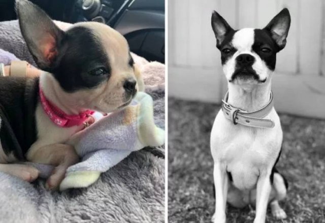 Dogs Get Old Too (32 pics)