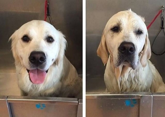 They Don't Want To Take A Bath (15 pics) They Don't Want To Take A Bath (15 pics)
