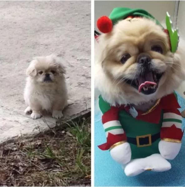 Dogs Get Old Too (32 pics)