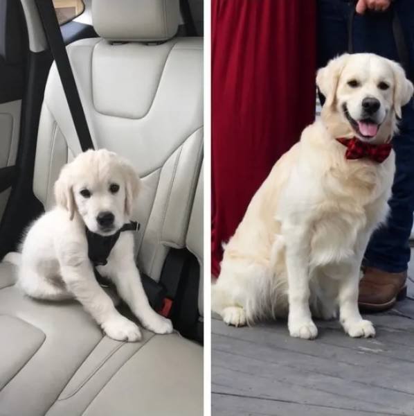 Dogs Get Old Too (32 pics)