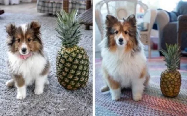 Dogs Get Old Too (32 pics)