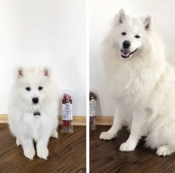 Dogs Get Old Too (32 pics)
