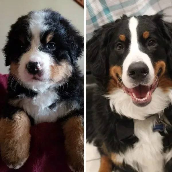 Dogs Get Old Too (32 pics)