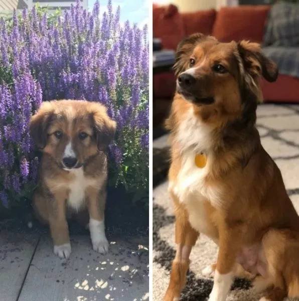 Dogs Get Old Too (32 pics)