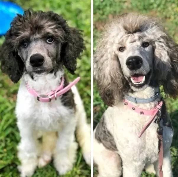 Dogs Get Old Too (32 pics)