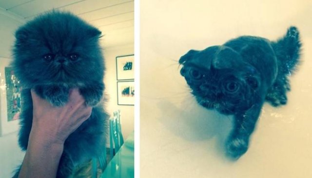 They Don't Want To Take A Bath (15 pics) They Don't Want To Take A Bath (15 pics)
