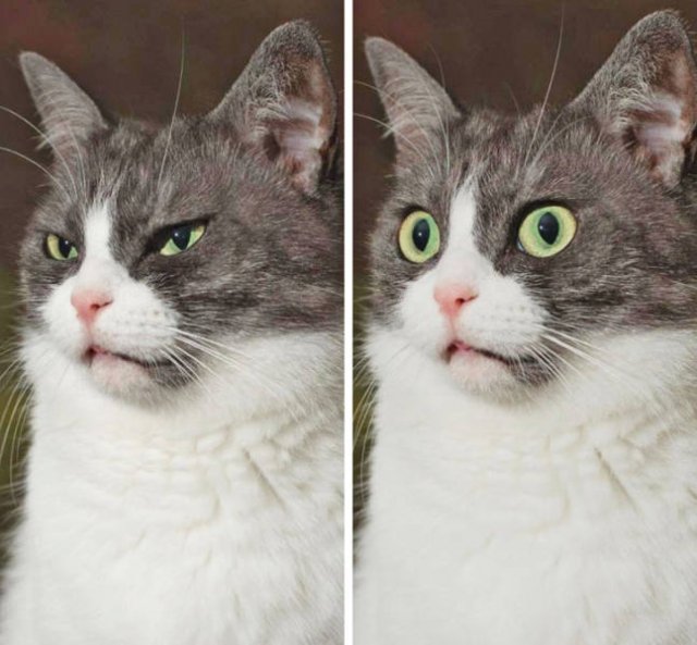 People Share Their Favorite Pets (21 pics) People Share Their Favorite Pets (21 pics)