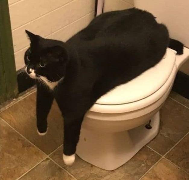 Impudent But Funny Animals (17 pics)