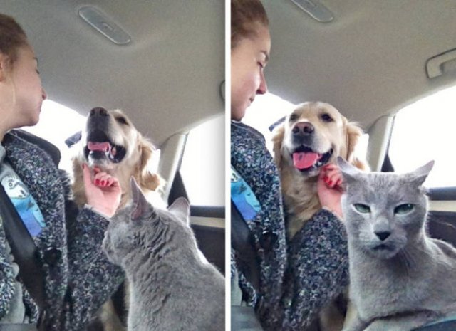 People Share Their Favorite Pets (21 pics) People Share Their Favorite Pets (21 pics)