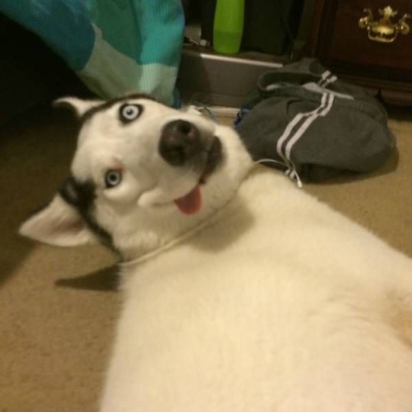 People Share Their Favorite Pets (21 pics) People Share Their Favorite Pets (21 pics)