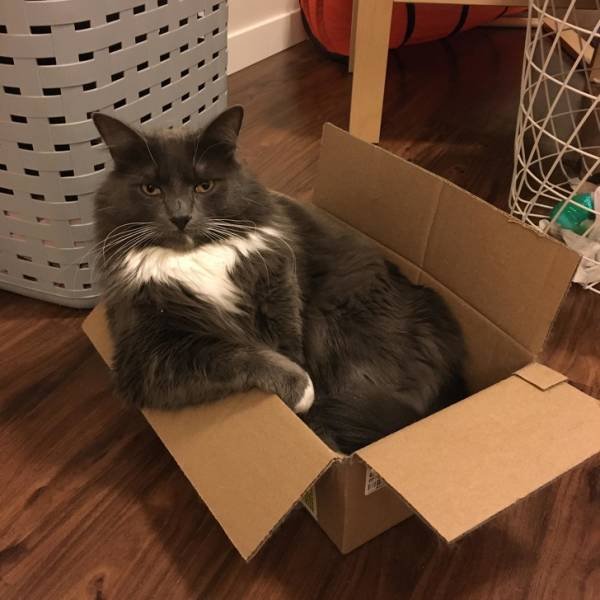 People Share Their Favorite Pets (21 pics) People Share Their Favorite Pets (21 pics)