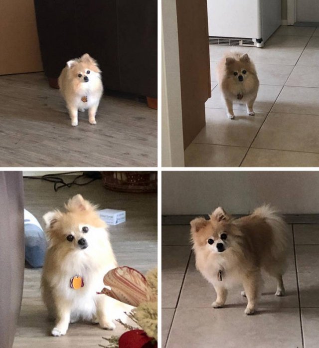 People Share Their Favorite Pets (21 pics) People Share Their Favorite Pets (21 pics)