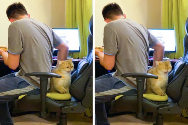 Impudent But Funny Animals (17 pics)