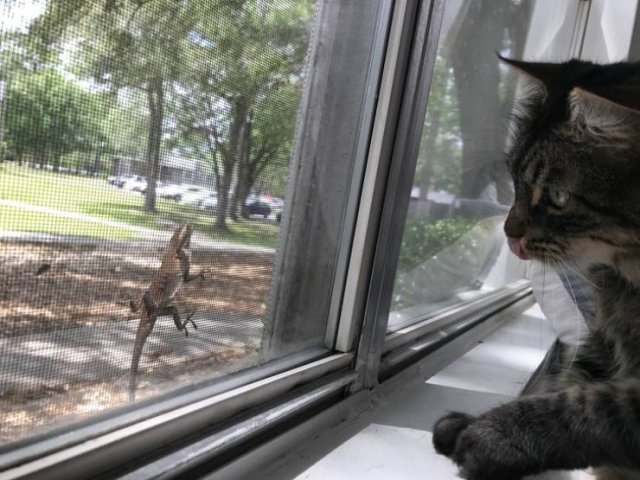 Unexpected Friendship (20 pics)