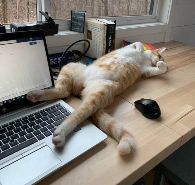 Impudent But Funny Animals (17 pics)