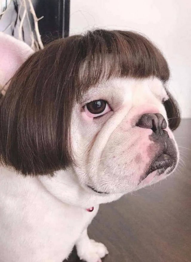 People Share Their Favorite Pets (21 pics) People Share Their Favorite Pets (21 pics)