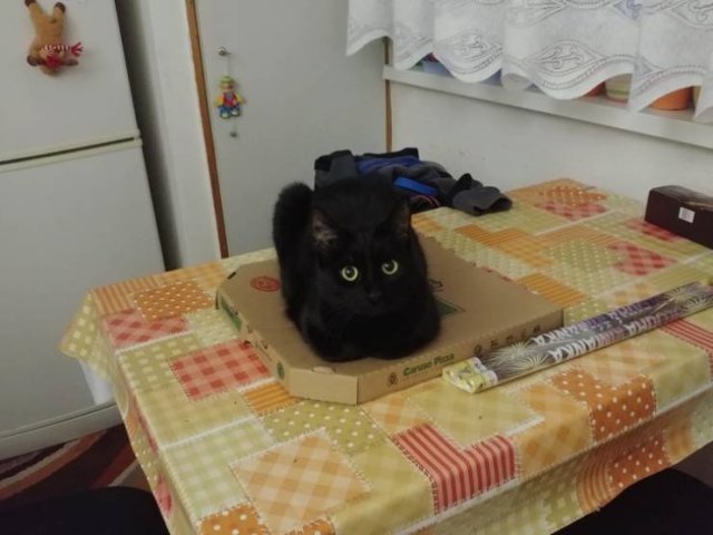 Impudent But Funny Animals (17 pics)