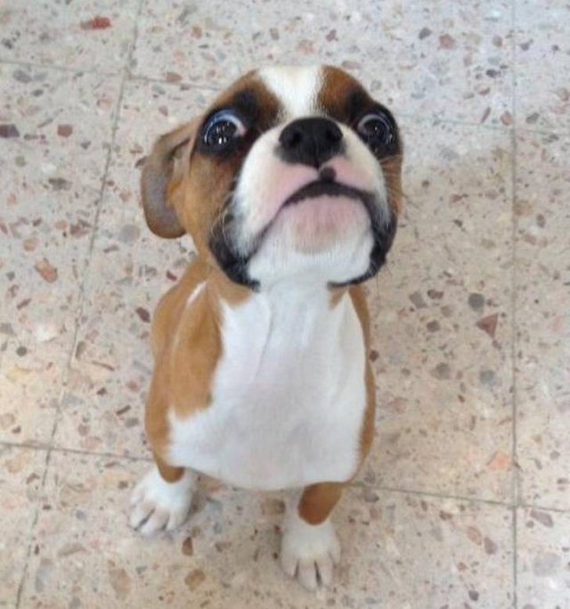 People Share Their Favorite Pets (21 pics) People Share Their Favorite Pets (21 pics)