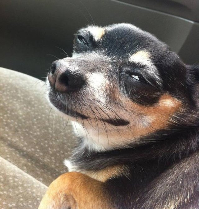 People Share Their Favorite Pets (21 pics) People Share Their Favorite Pets (21 pics)