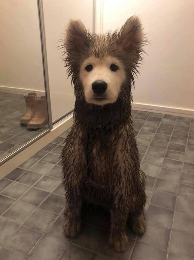 People Share Their Favorite Pets (21 pics) People Share Their Favorite Pets (21 pics)