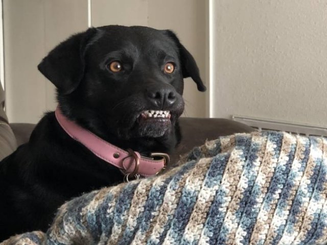 People Share Their Favorite Pets (21 pics) People Share Their Favorite Pets (21 pics)