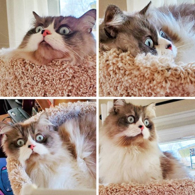 People Share Their Favorite Pets (21 pics) People Share Their Favorite Pets (21 pics)