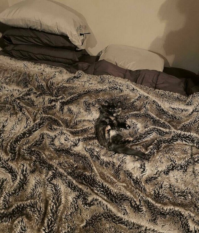 Perfect Camouflage (24 pics)