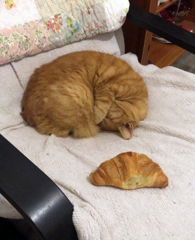 Perfect Camouflage (24 pics)