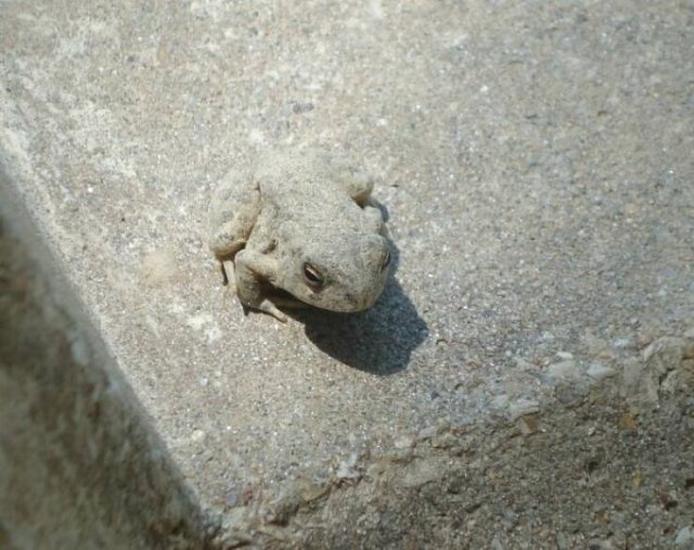 Perfect Camouflage (24 pics)