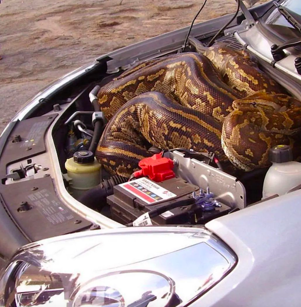 ''Cursed'' Photos And Finds (29 pics)