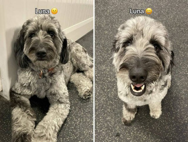 Dogs' Reaction To The Phrase "Good Boy" (18 pics)