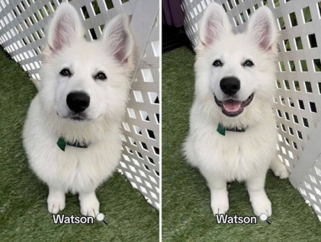 Dogs' Reaction To The Phrase "Good Boy" (18 pics)