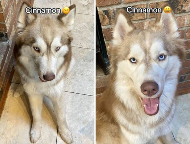 Dogs' Reaction To The Phrase "Good Boy" (18 pics)