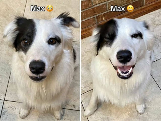 Dogs' Reaction To The Phrase "Good Boy" (18 pics)