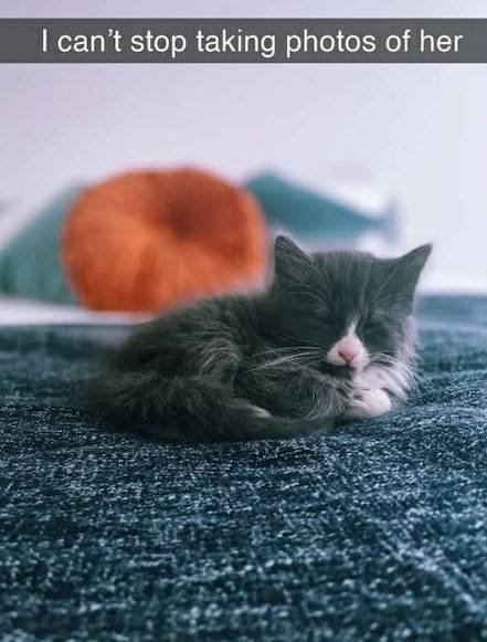 Arrogant But Cute (28 pics)