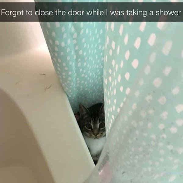 Arrogant But Cute (28 pics)